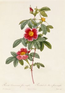 Rosa Cinnamomea Flore Simplici